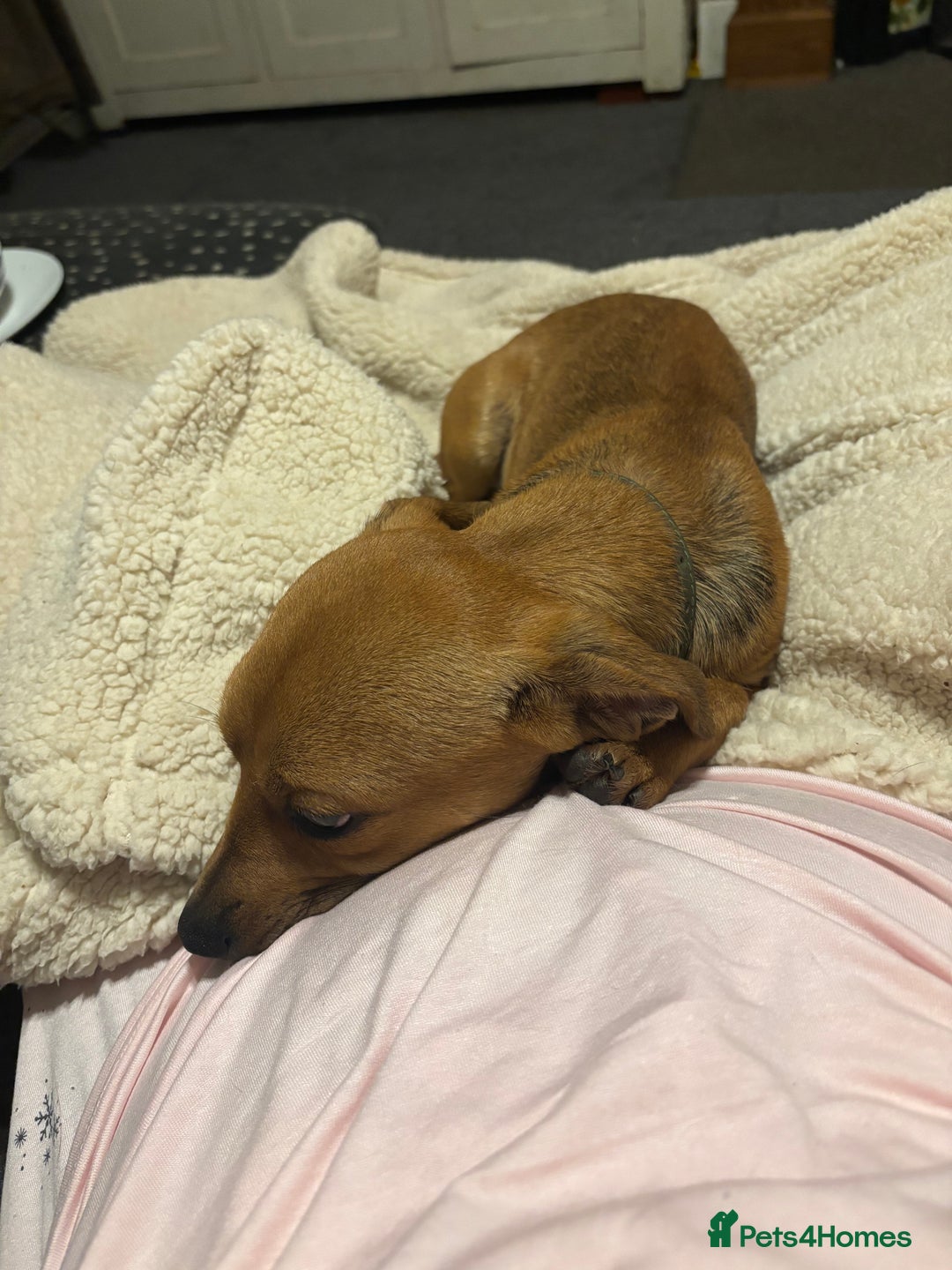 Chiweenie dogs for sale: Milo for sale  - Advert 2