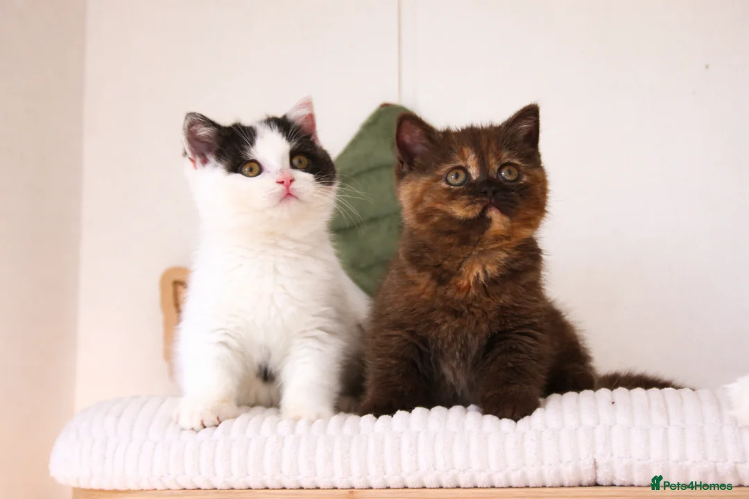 British Shorthair cats for sale: 💫 GCCF Reg British Shorthair Kittens  - Advert 2
