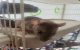 Rat rodents for sale: Mixed baby rats - males and females - Image 7