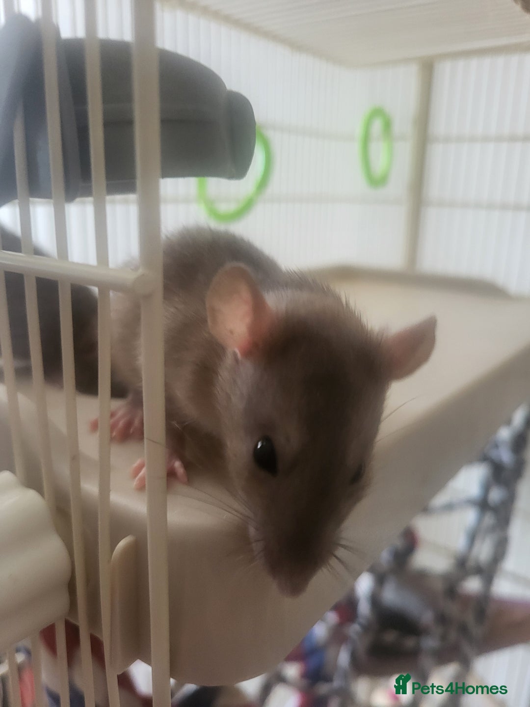 Rat rodents for sale: Mixed baby rats - males and females - Image 7
