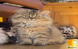 Persian cats for sale: Persian Kittens - 2 Males & 2 Females  - Image 17