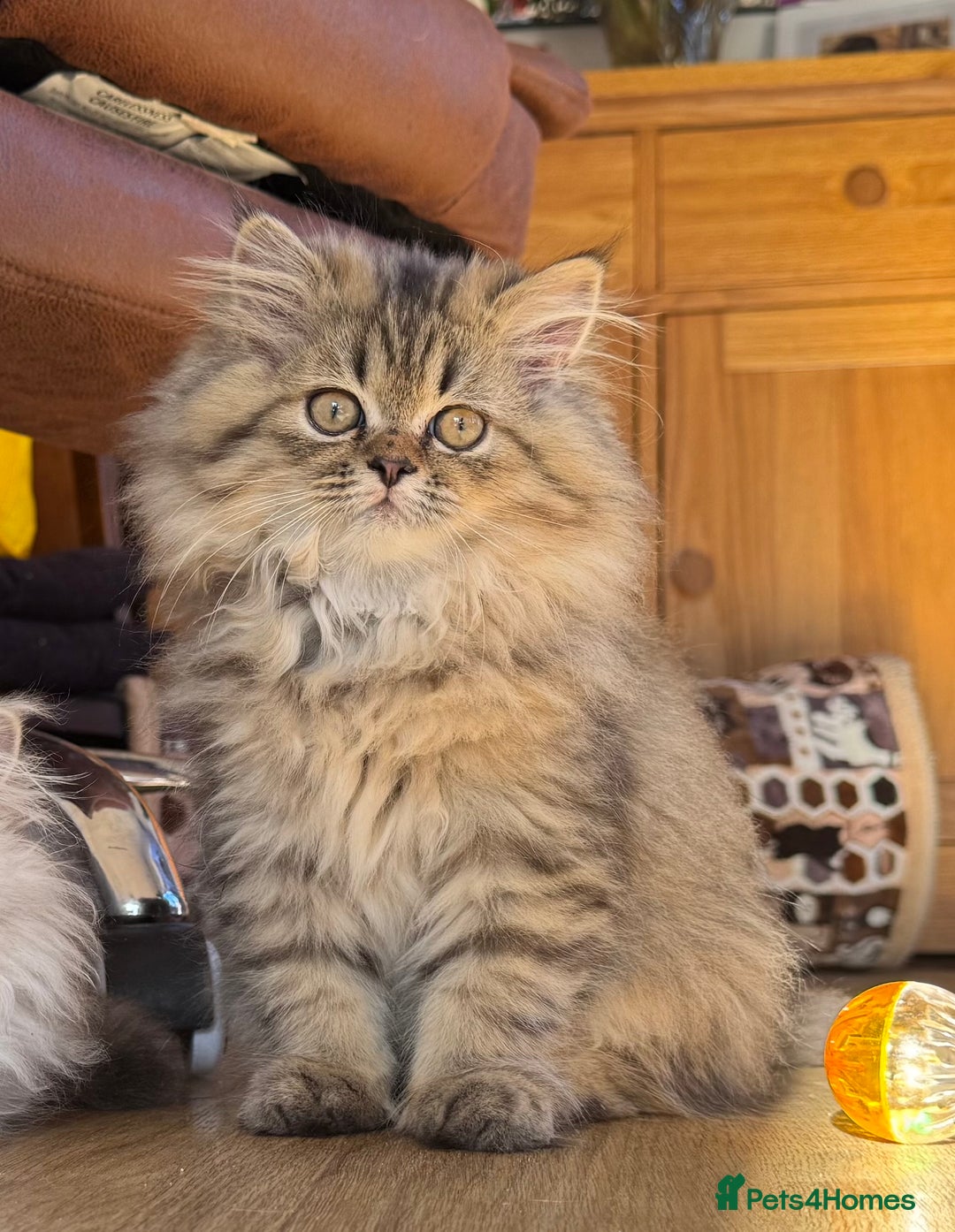 Persian cats for sale: Persian Kittens - 2 Males & 2 Females  - Image 17