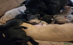 Staffordshire Bull Terrier dogs for sale: Beautiful litter of 9 Staffs  - Image 4