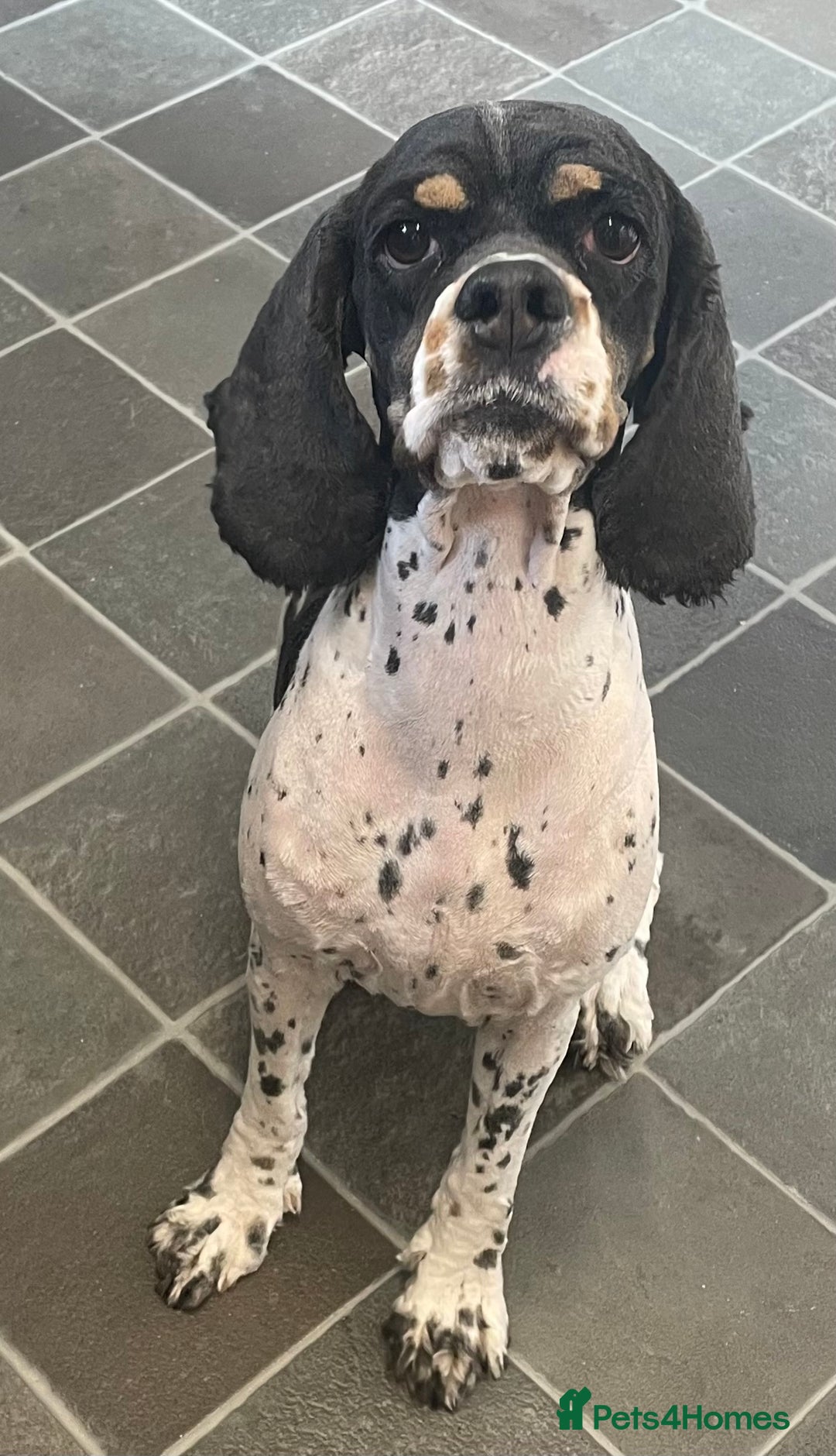 American Cocker Spaniel dogs for sale: American cocker spaniel  - Image 6