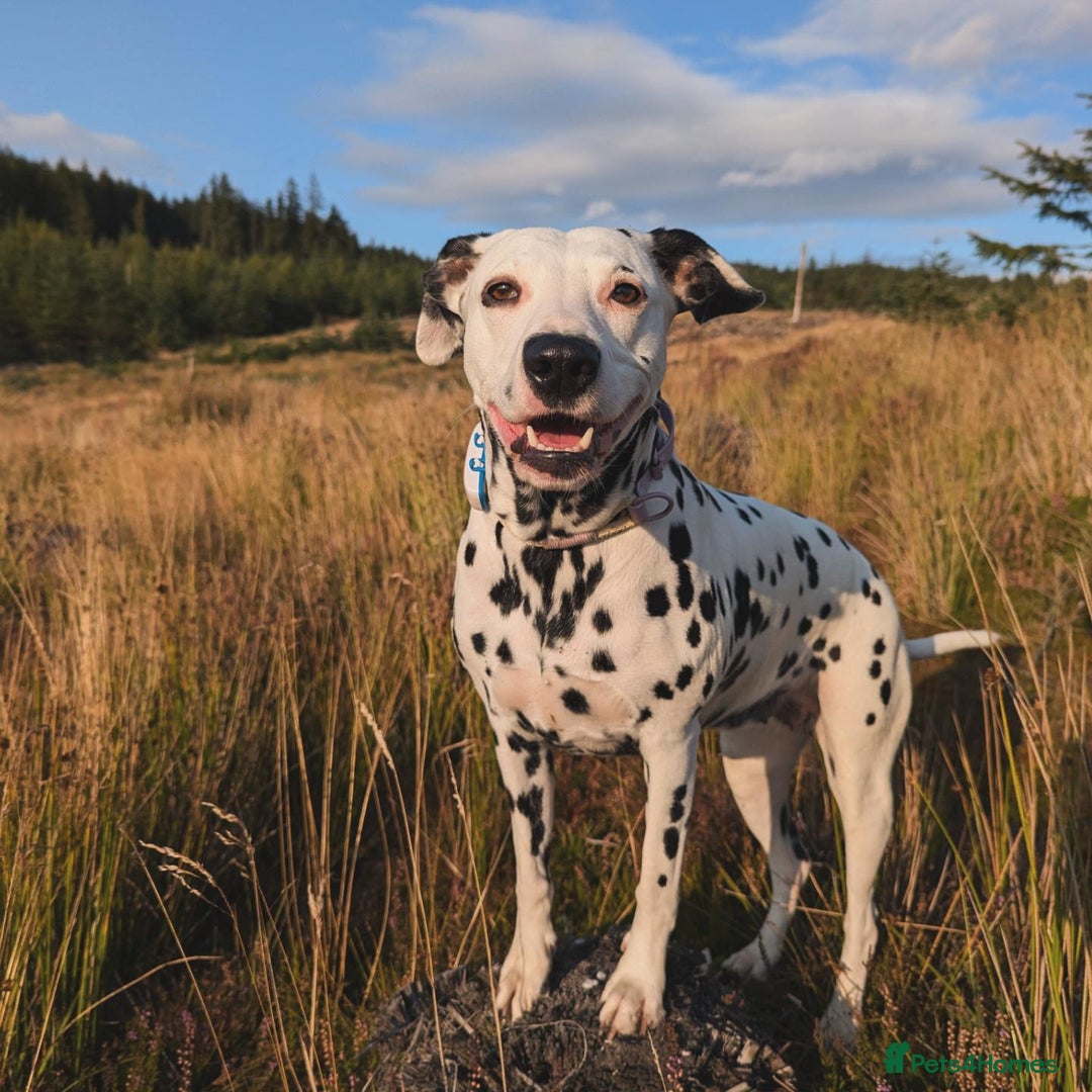 Dalmatian dogs for sale: Beautiful litter of 6 Dalmatian Puppies - Advert 3