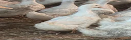 Ducks poultry for sale: Female White Cambell laying ducks…. - Advert 1