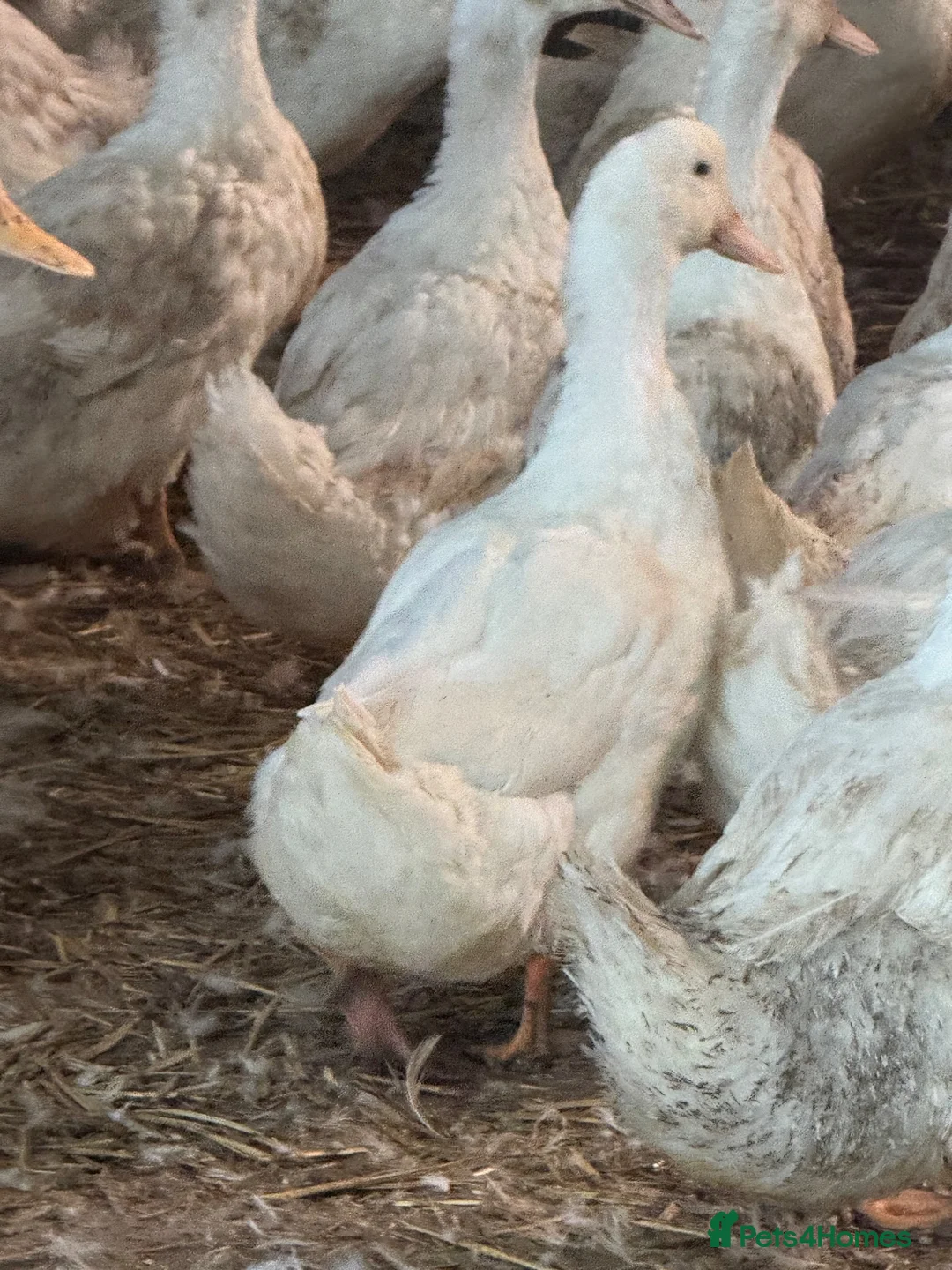 Ducks poultry for sale: Female White Cambell laying ducks…. - Advert 1