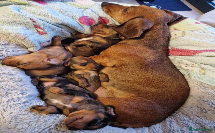 Miniature Dachshund dogs - Advert 2
