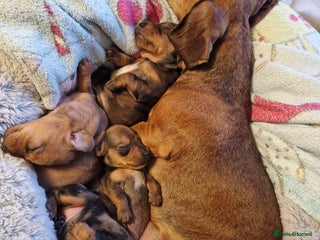Miniature Dachshund dogs - Advert 10