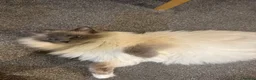 Ragdoll cats for sale: FULL RAGDOLL KITTENS  - Advert 11