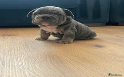 French Bulldog dogs for sale: beautiful frenchies - Image 21