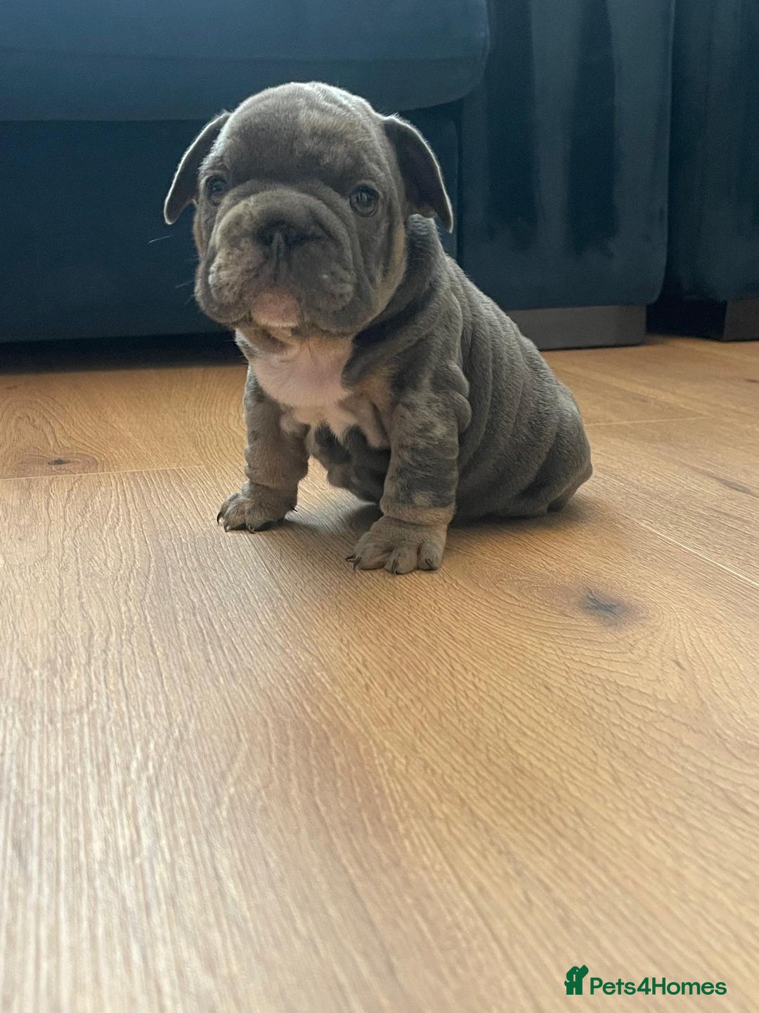 French Bulldog dogs for sale: beautiful frenchies - Image 21