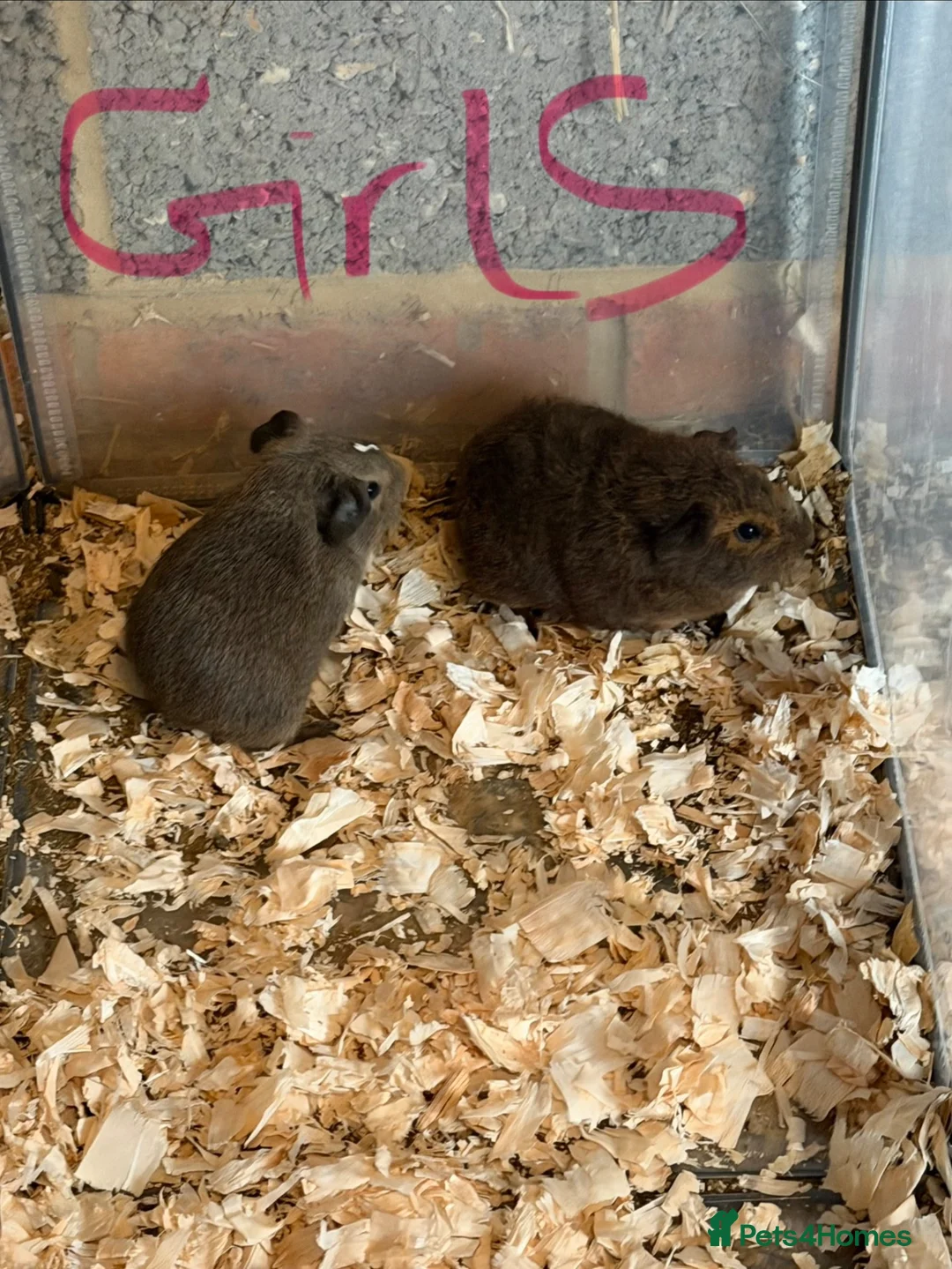 Guinea Pig rodents for sale: Guinea pigs  in Gosport - Advert 1