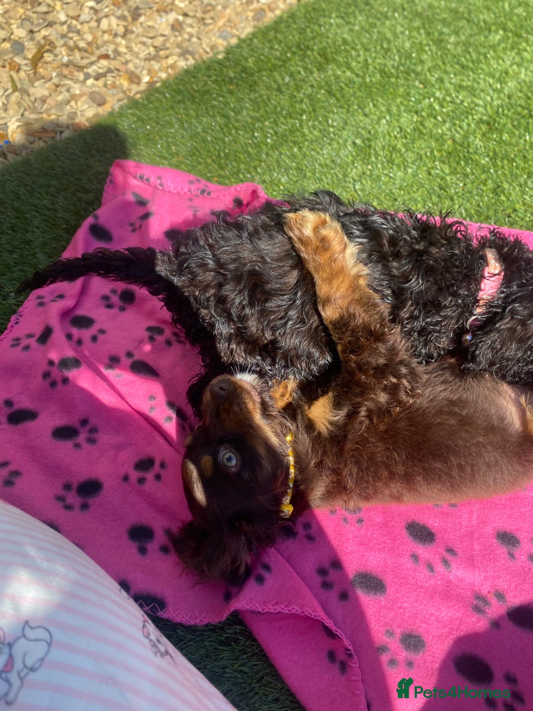 Cockapoo dogs for sale: Gorgeous American cockapoos  - Image 27