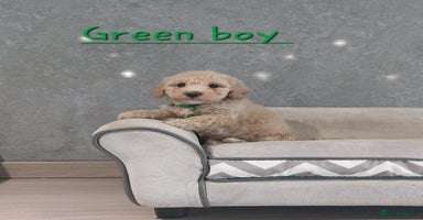 Poochon dogs - Advert 7