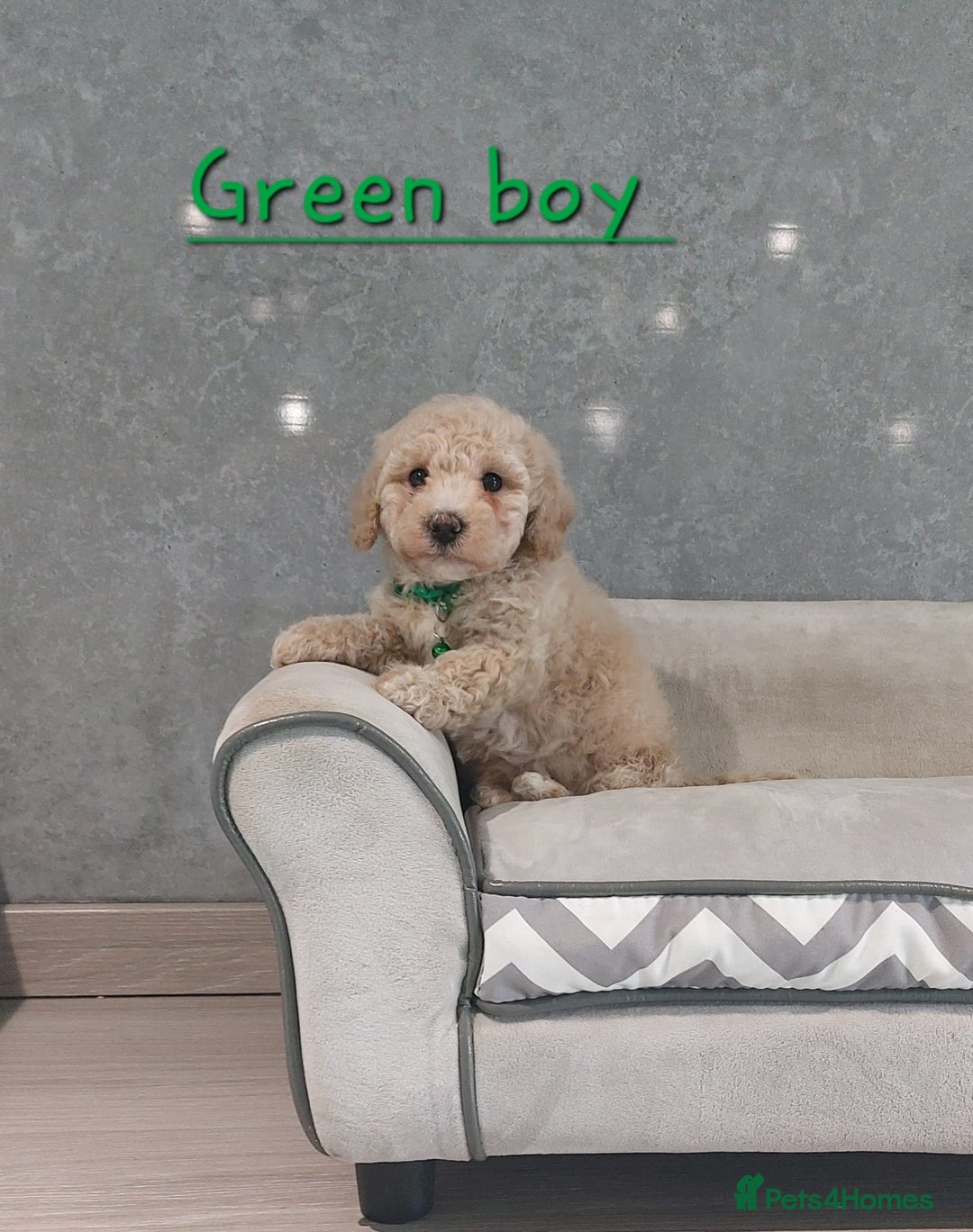 Poochon dogs for sale: Poochon puppies - Image 4