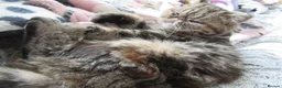 Exotic cats for sale: Beautiful Exotic female kittens Ready Now - Advert 18