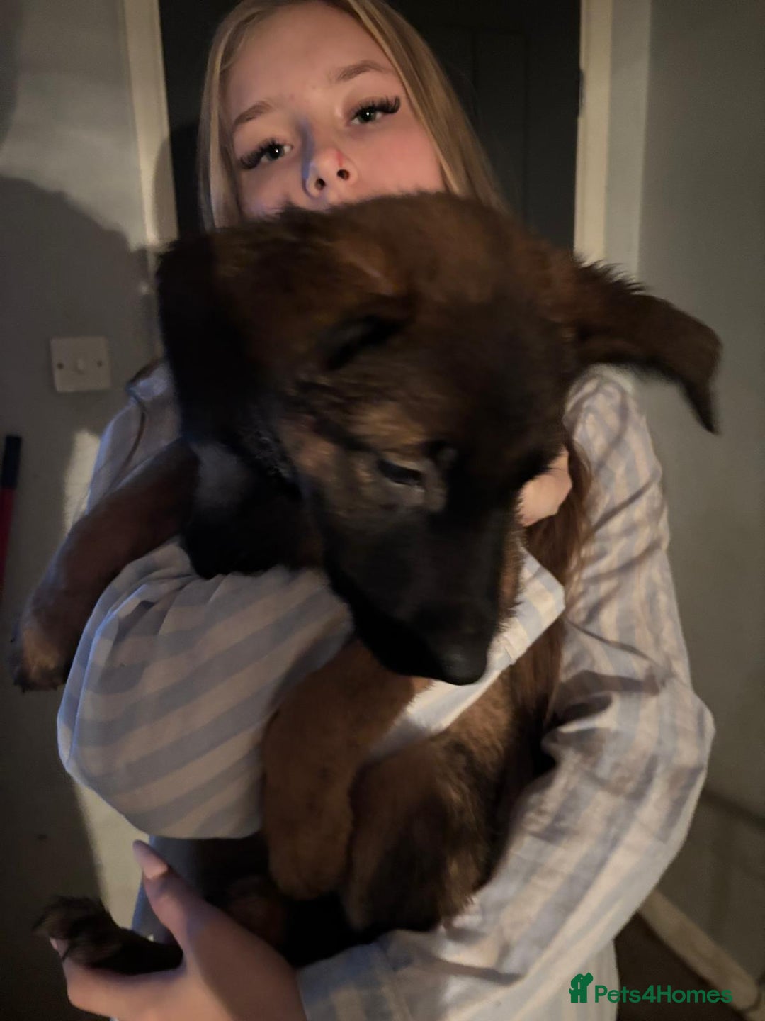 Mixed Breed dogs for sale: Beautiful Belgian Malanois x Labrador Puppies  - Image 11