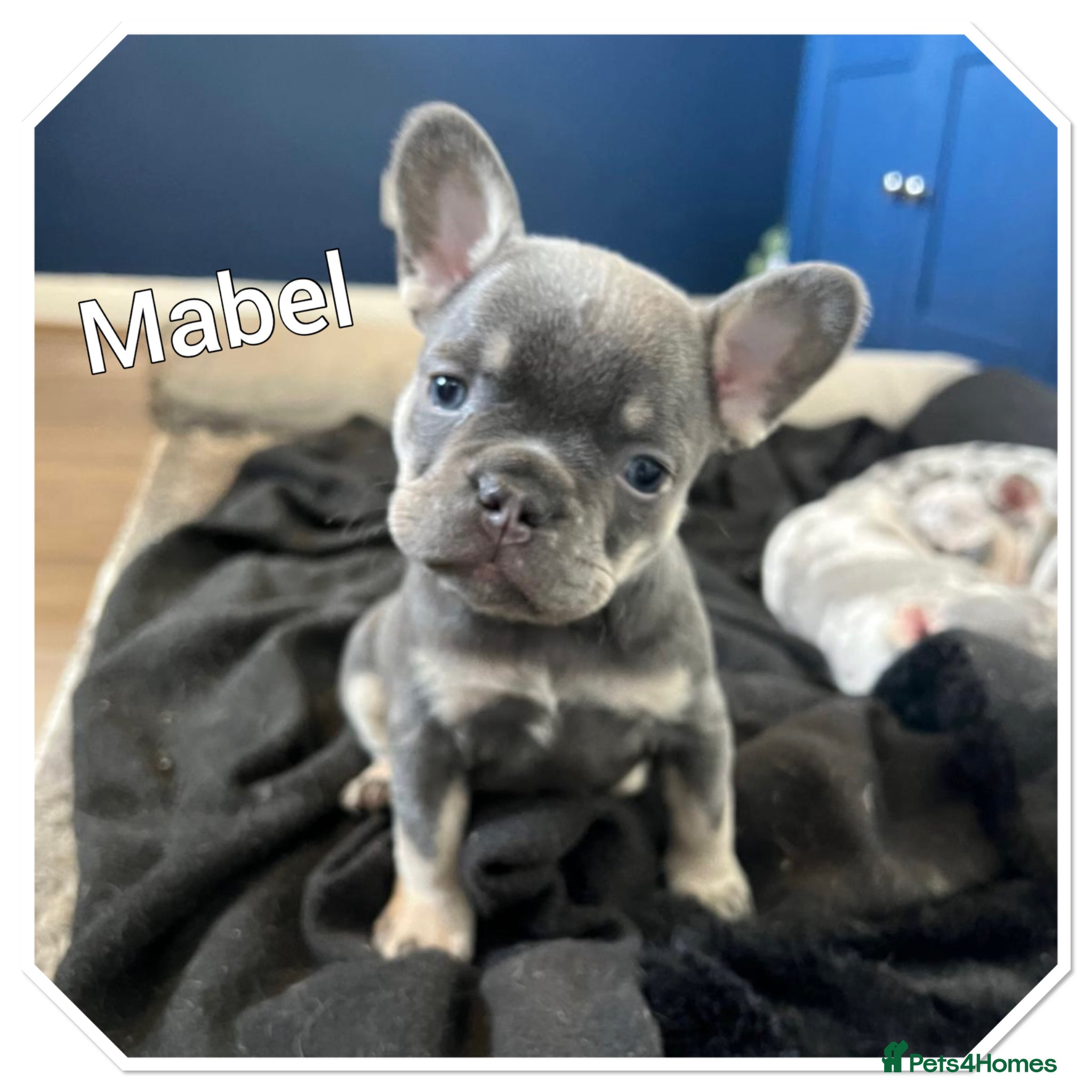 French Bulldog dogs 4 French bulldog puppies for sale  - Advert 16