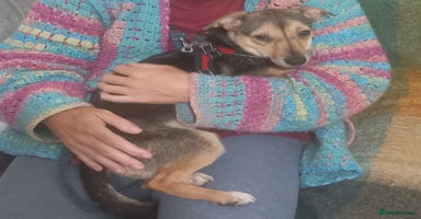 Mixed Breed dogs - Advert 5