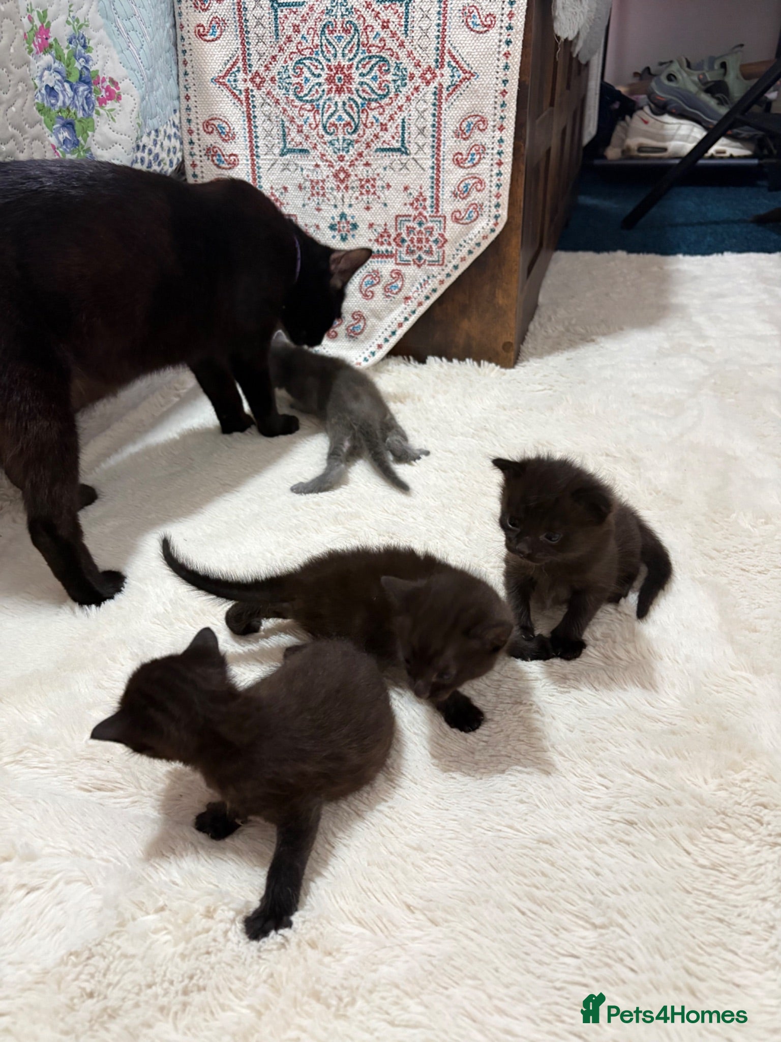 British Shorthair cats  4 Beautiful Kittens for sale 1 grey 3 Black  - Advert 1