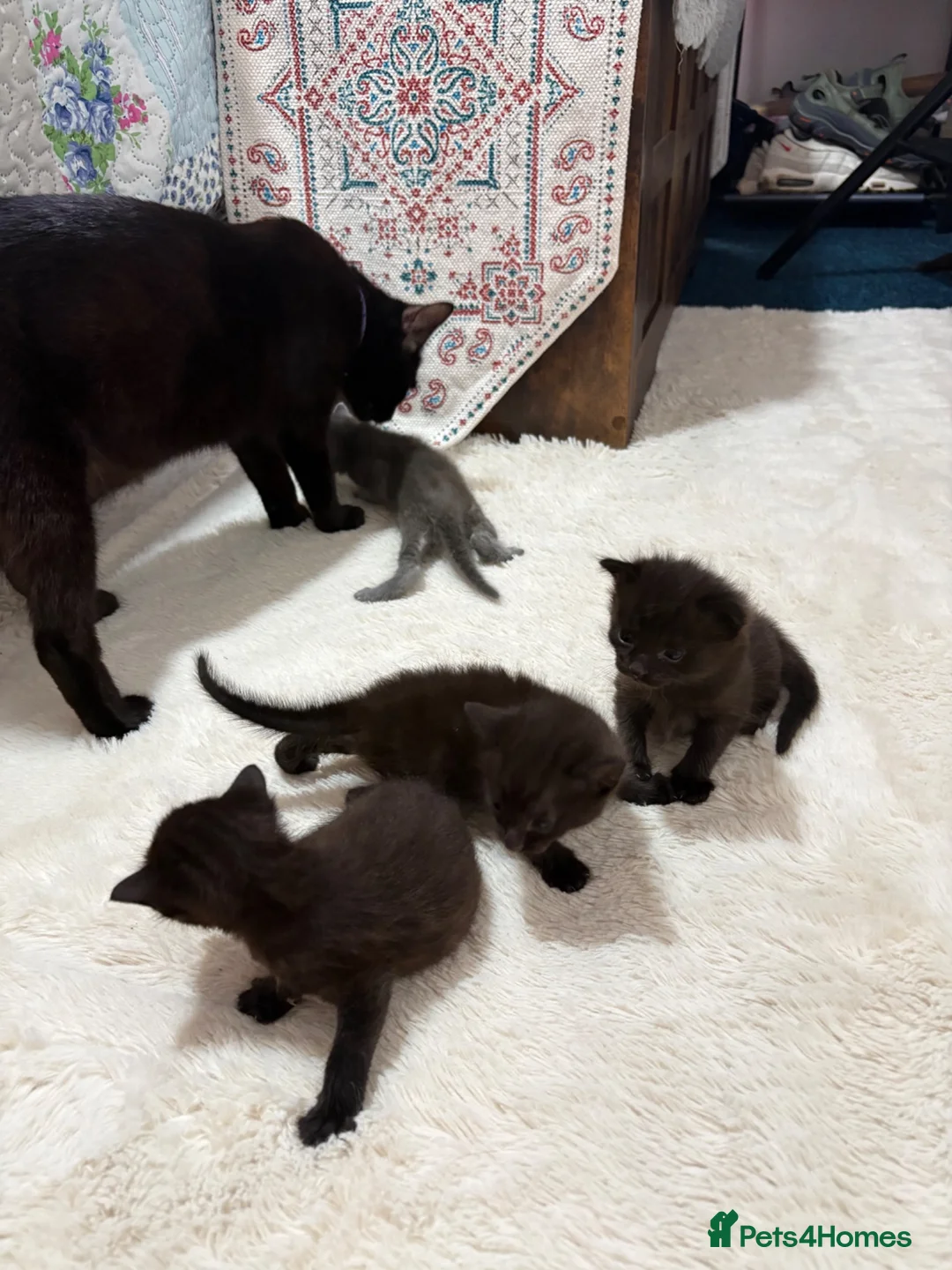 British Shorthair cats for sale:  4 Beautiful Kittens for sale 1 grey 3 Black  - Advert 1