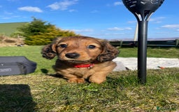 Miniature Dachshund dogs for stud: Miniature long hair(crufts qualified for life) in Bridge of Weir - Image 21