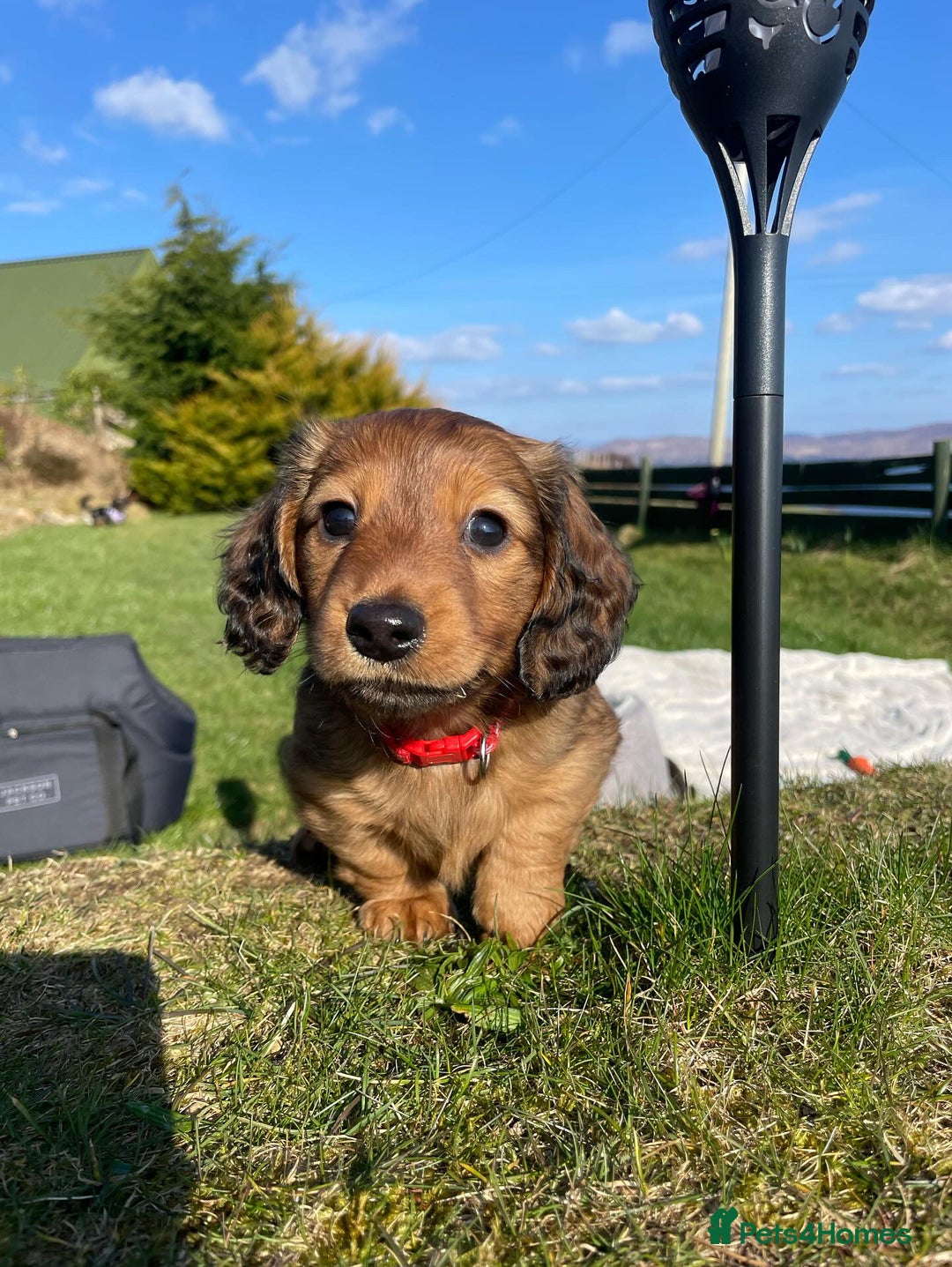 Miniature Dachshund dogs for stud: Miniature long hair(crufts qualified for life) in Bridge of Weir - Image 21