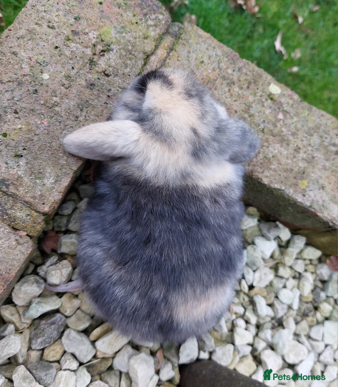 Mini Lop rabbits for sale: Baby Mini Lop Rabbits  - Advert 5