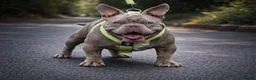 American Bully dogs for stud: Super deal 🔥Nano micro stud 🔥 - Advert 1