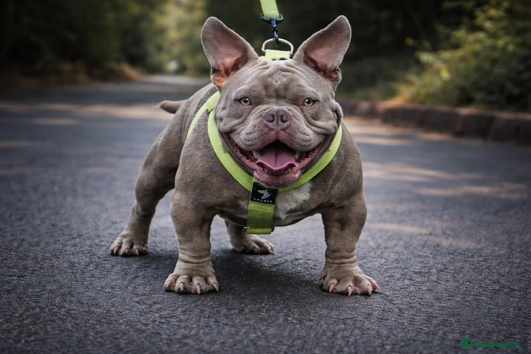 American Bully dogs for stud: Super deal 🔥Nano micro stud 🔥 - Advert 1