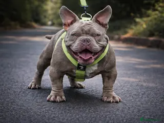 American Bully dogs Super deal 🔥Nano micro stud 🔥 - Advert 4