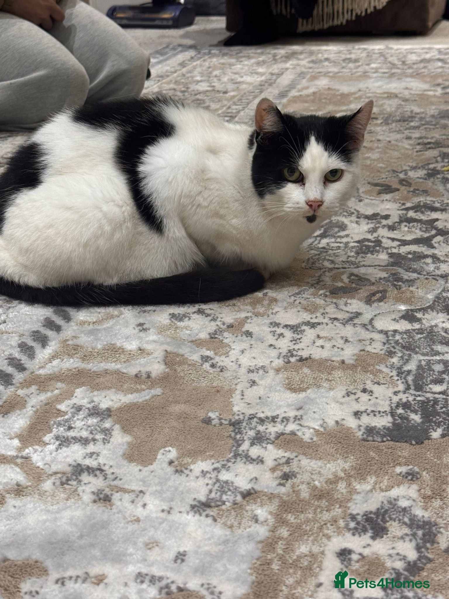 Domestic Shorthair cats DOMESTIC SHORTHAIR FOR SALE - Advert 1