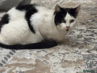 Domestic Shorthair cats DOMESTIC SHORTHAIR FOR SALE - Advert 12