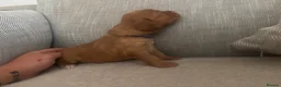 Cockapoo dogs for sale: Cockapoo puppies  - Advert 3