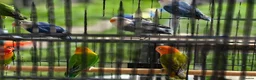 Lovebirds birds for sale: Lovebirds  - Advert 19