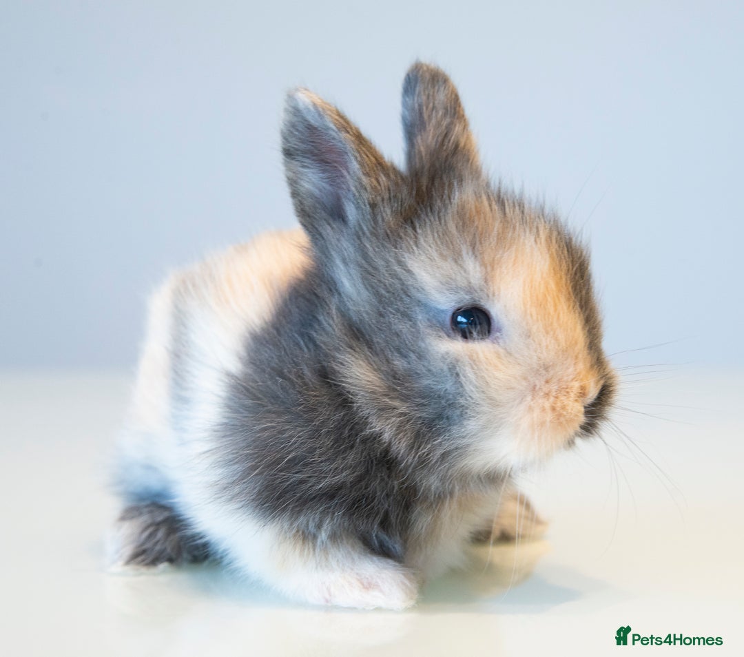 Lionhead rabbits for sale: Quality Double-maned Lionhead Bunnies - Image 2