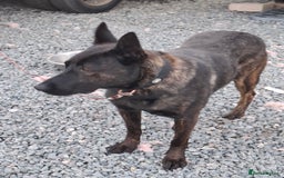 Belgian Shepherd Dog dogs for sale: 3 year old Protection trained female in Lambeth - Image 5