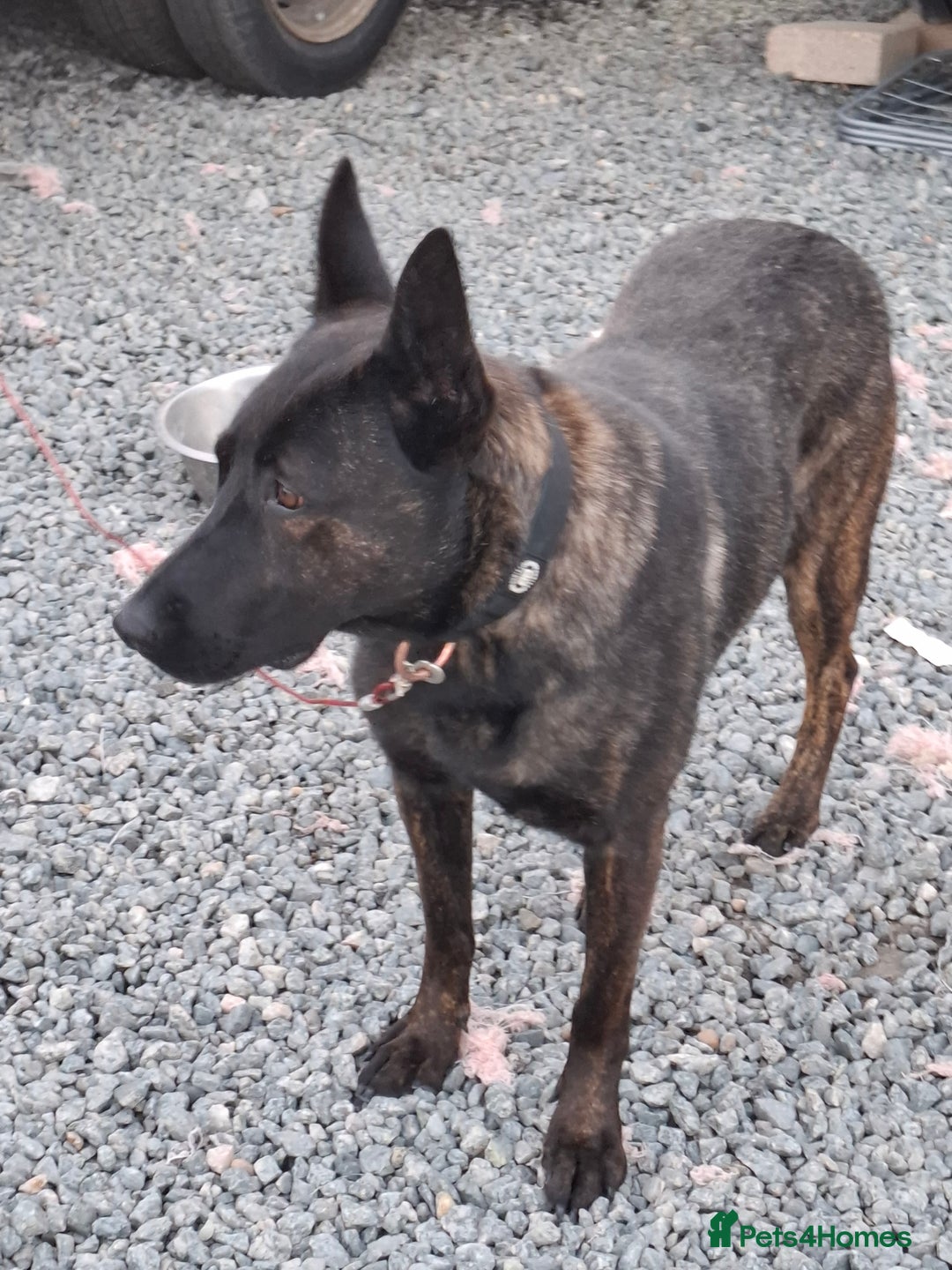 Belgian Shepherd Dog dogs for sale: 3 year old Protection trained female in Lambeth - Image 5