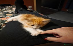 Maine Coon cats for sale: Mainecoon/ragdoll - Advert 2