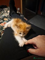 Maine Coon cats Mainecoon/ragdoll - Advert 1