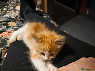 Maine Coon cats Mainecoon/ragdoll red and white girl left. - Advert 4