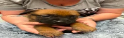 Mixed Breed dogs for sale: 9 beautiful GSD x Staffy Pups For Sale in Burnley - Advert 12
