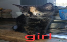 Mixed Breed cats for sale: Beautiful kittens ready for new address  - Image 3