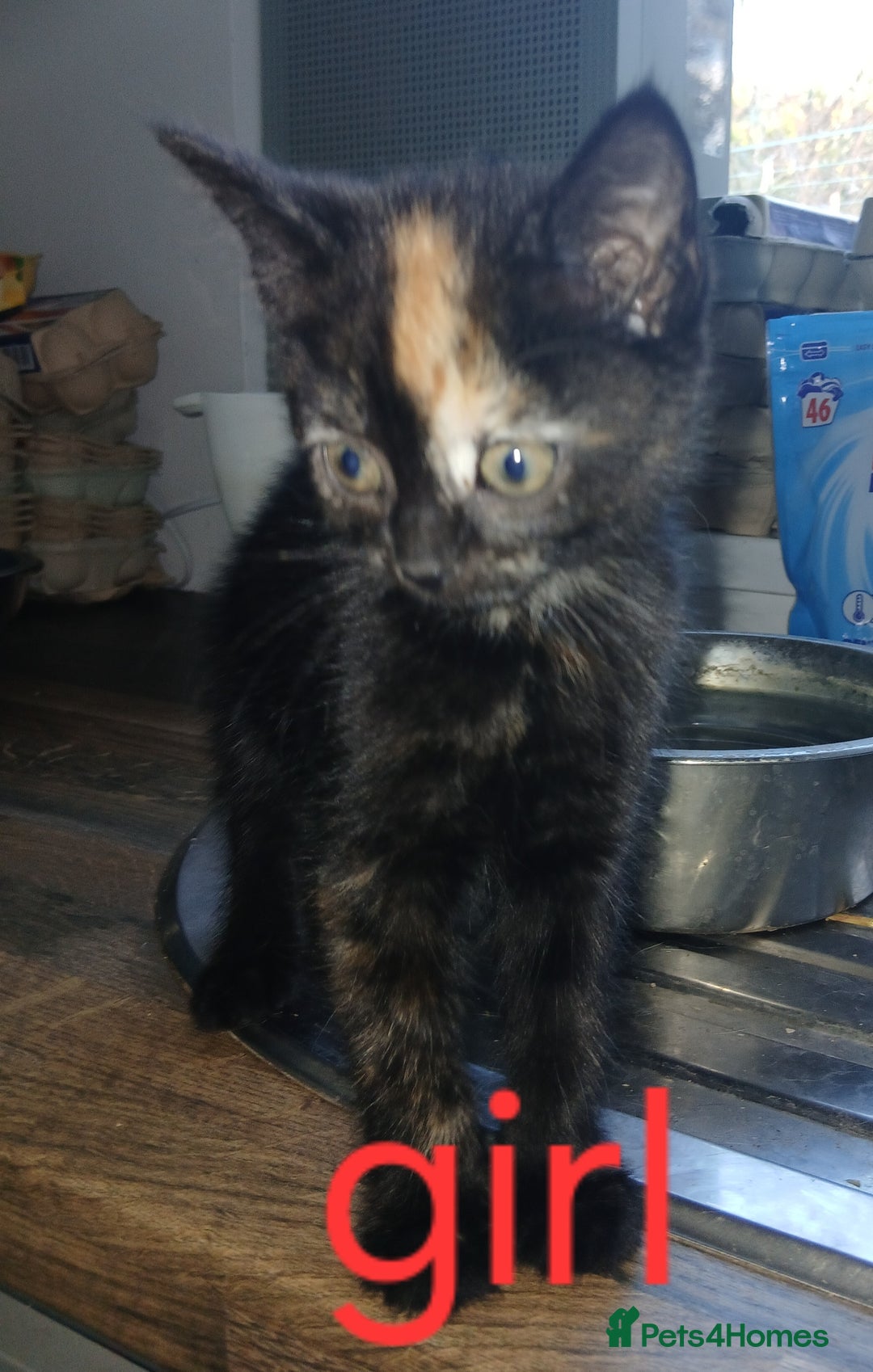 Mixed Breed cats for sale: Beautiful kittens ready for new address  - Image 3