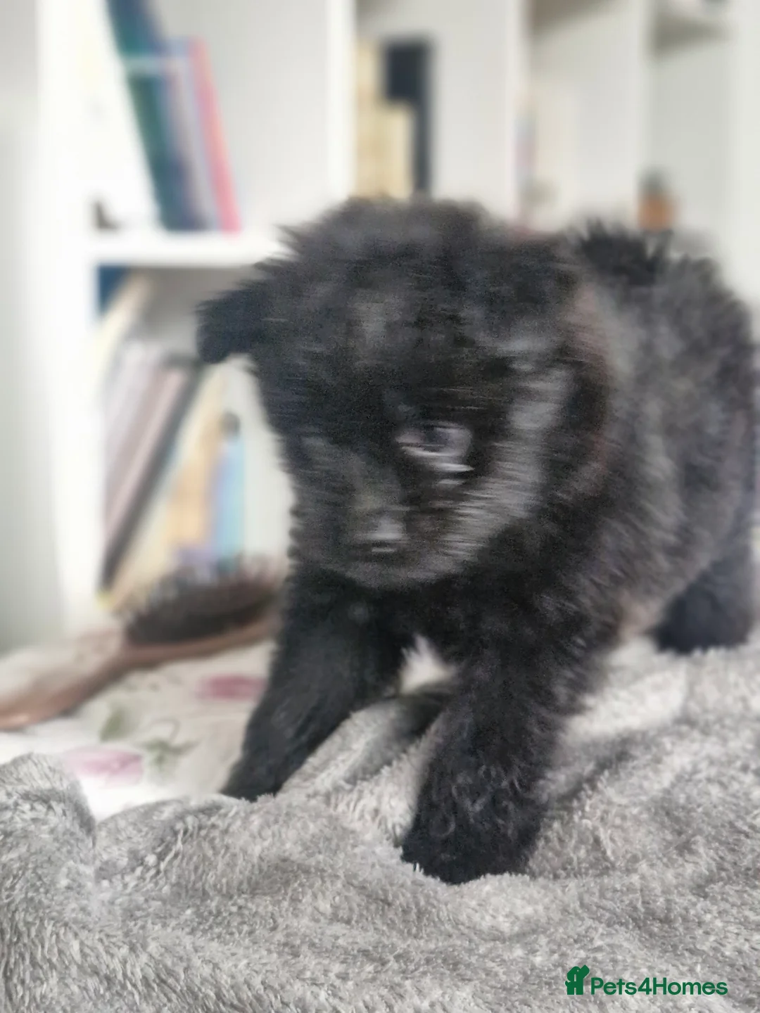 Pomapoo dogs for sale: ✨ Beautiful Pomapoo Puppies – 1,600 ✨ - Advert 11