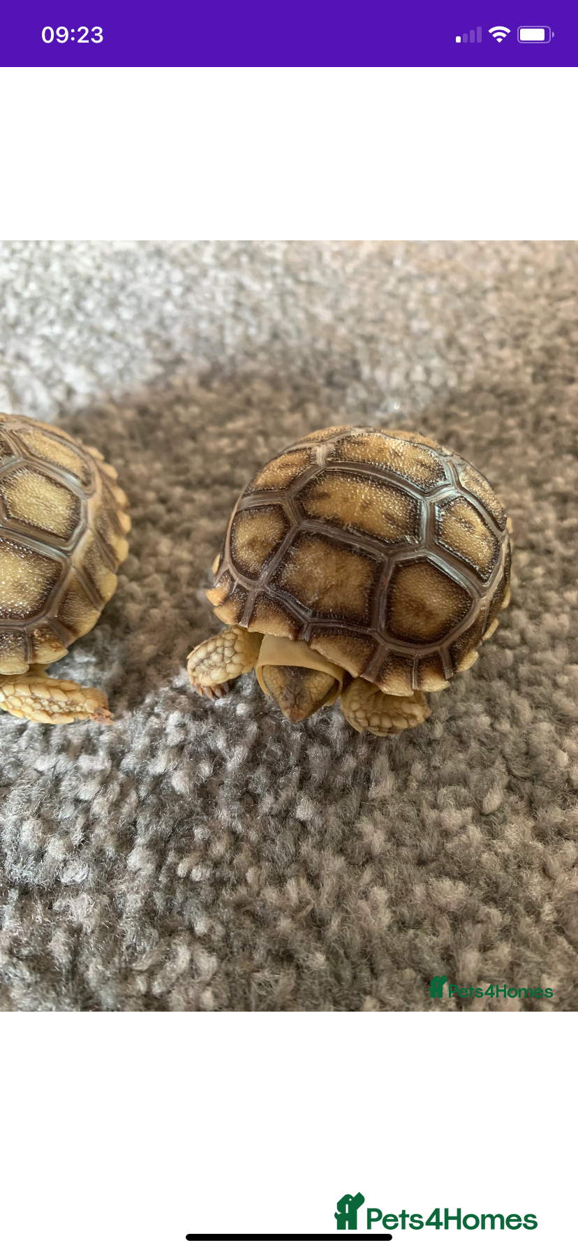 Tortoise reptiles Quality bred Sulcata baby hatchling Tortoises - Advert 4