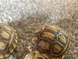 Tortoise reptiles Quality bred Sulcata baby hatchling Tortoises - Advert 4