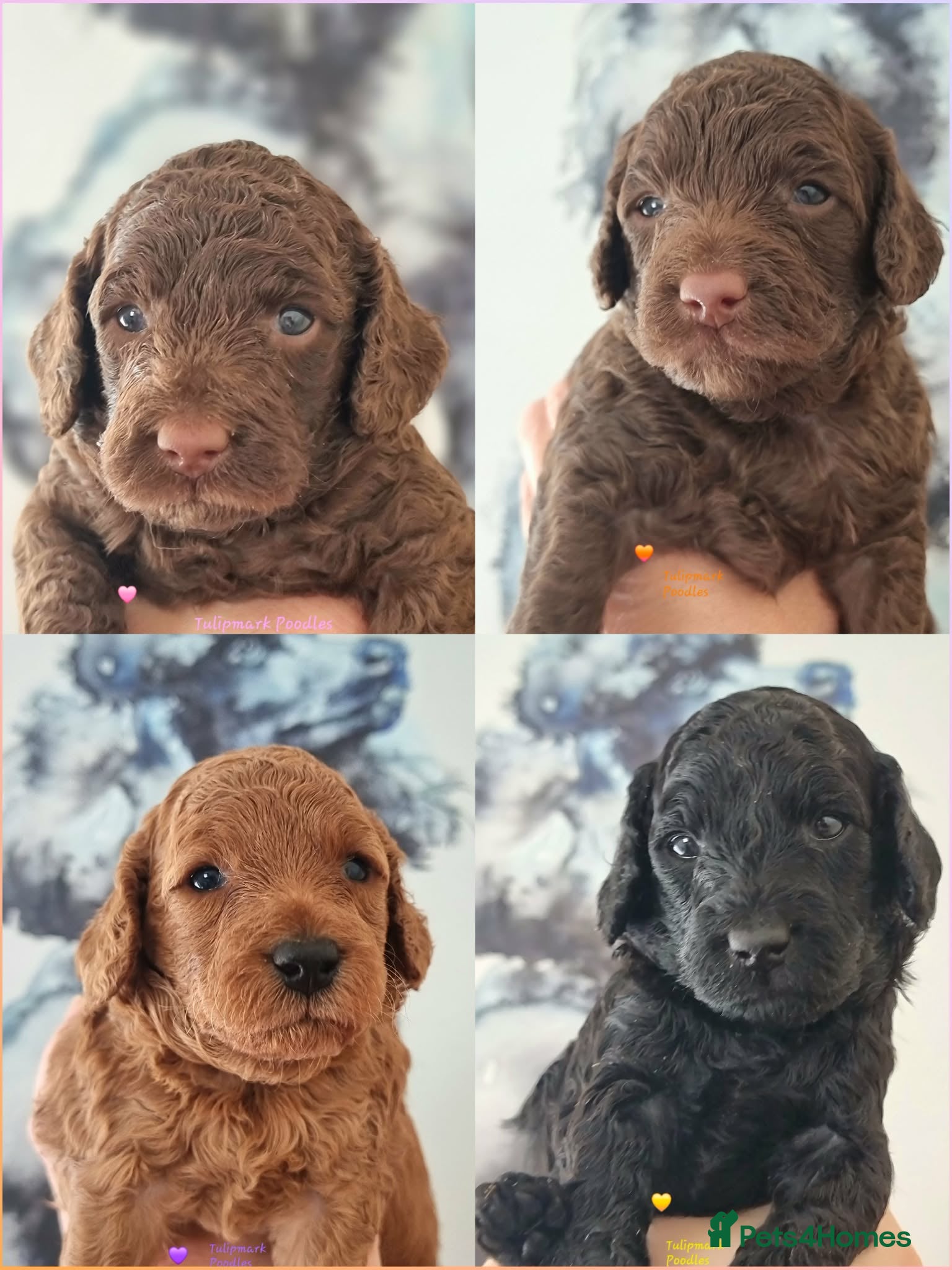 Miniature Poodle dogs Exceptional KC Miniature Poodles - Advert 1