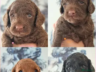 Miniature Poodle dogs Exceptional KC Miniature Poodles - Advert 1